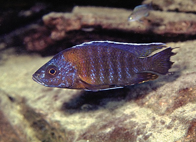 Aulonocara stuartgranti 'Chilucha Reef'